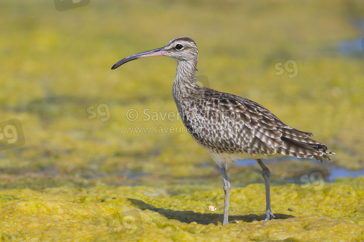 Eurasian Whimbrel